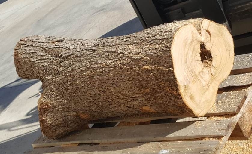 Fette e Ruote di legno di Ulivo vari spessori: Tronco Legno di Ulivo Base  Diametro mm 400 x H 1100