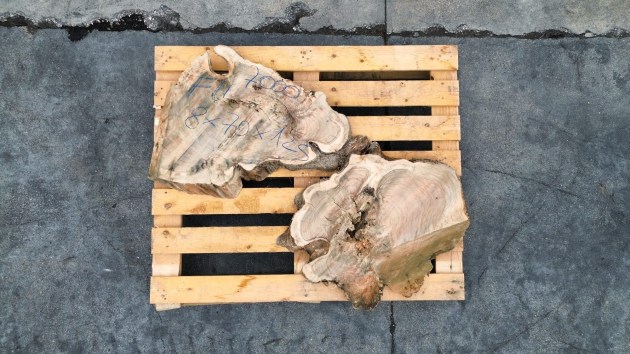 fetta-di-tronco-in-legno-di-ulivo-grezzo-brico-legno-store-fu7000